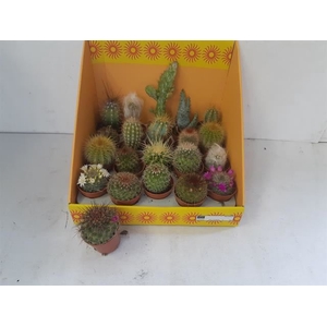 Cactus gemengd 18 soorten