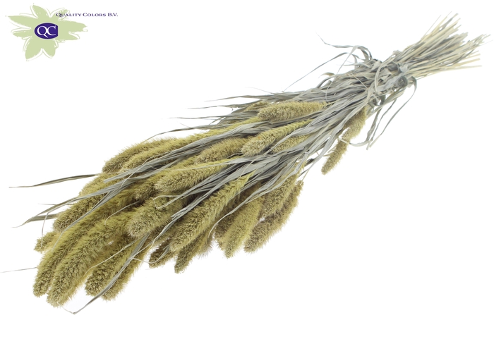 Setaria per bunch frosted light yellow