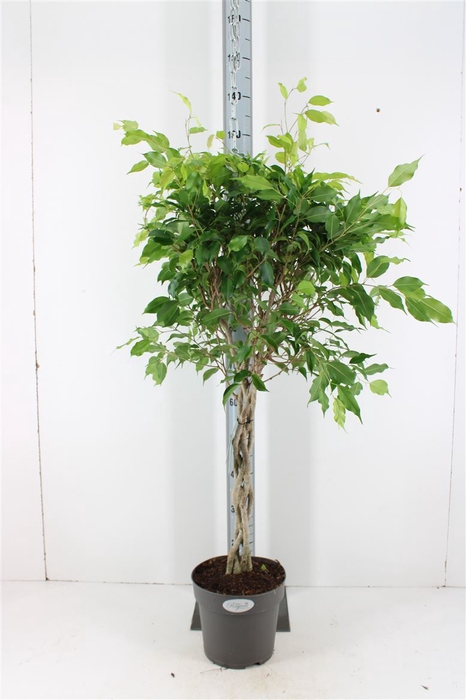 Ficus Benjamina Exotica P24