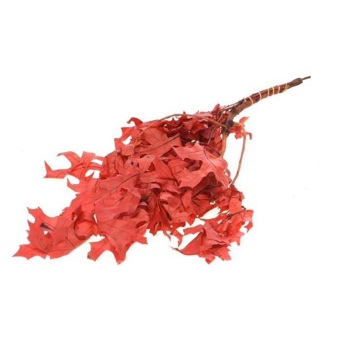 Scarlet Oak leaf preserved red