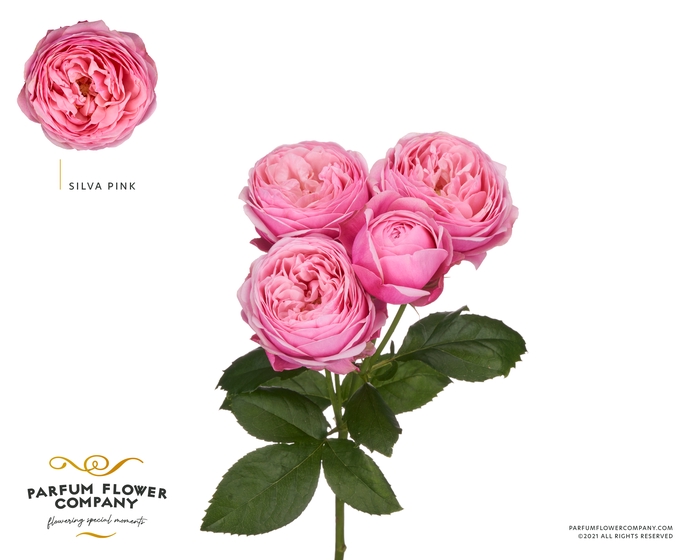 <h4>Rosa Spray Garden Silva Pink</h4>
