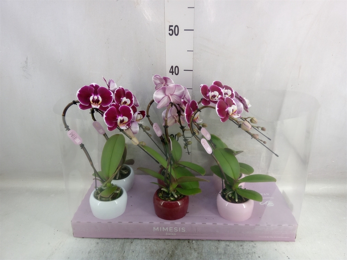 <h4>Phalaenopsis   ...red</h4>