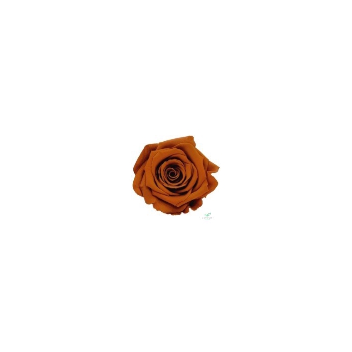 <h4>PRESERVED ROSES XL CLY-01</h4>