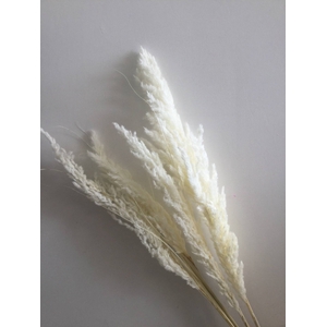 DRIED FLOWERS - ERYANTHUS BLEACHED  5PCS