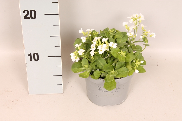 <h4>vaste planten 12 cm Arabis caucasuca White</h4>