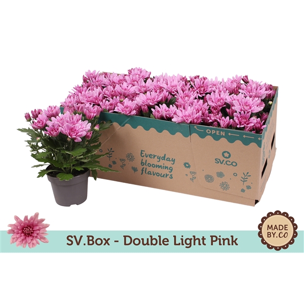 <h4>Chrysant Double Light Pink in SV.Box</h4>