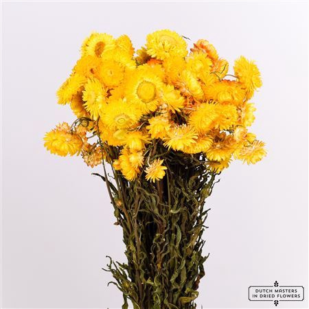 <h4>Dried Helichrysum Yellow Bunch</h4>