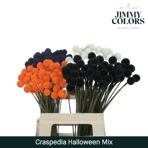 <h4>Craspedia L60 Klbh. halloween mix</h4>
