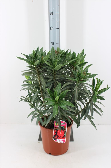 Nerium Oleander Rood P26
