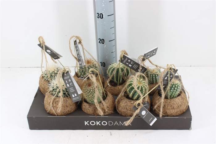 <h4>Cactus Mix Kokodama P12</h4>