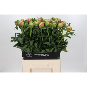 PAEONIA CORAL SUNSET*