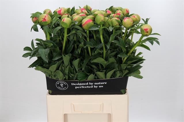 <h4>PAEONIA CORAL SUNSET*</h4>