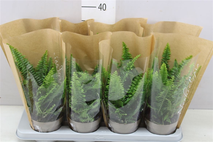 <h4>Nephrolepis Green Lady</h4>