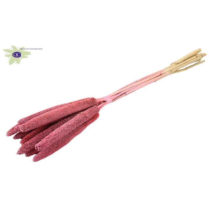 <h4>Babala on natural stem Frosted Pink</h4>