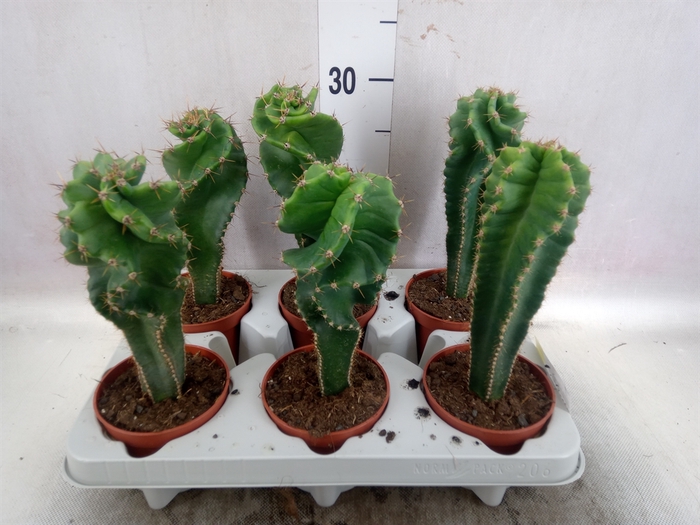 <h4>Cactus   ...</h4>