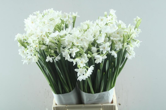 <h4>Narcissus sp ziva paper white</h4>