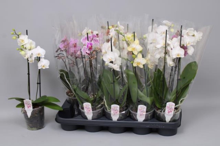 <h4>Phalaenopsis Multi gemengd 4 kleure</h4>