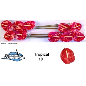 Tropical 10