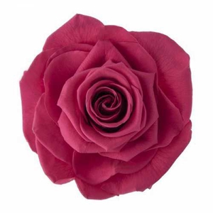 Rose Monalisa Pink Framboise