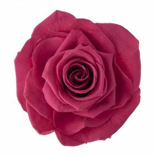 Rose Ava Pink Framboise