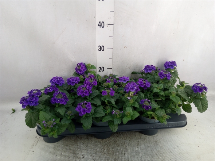 <h4>Verbena  'Lascar Purple'</h4>
