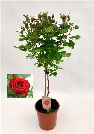 <h4>Rosa Stam Red</h4>