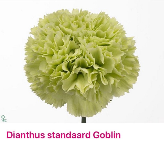 <h4>Dianthus st goblin</h4>