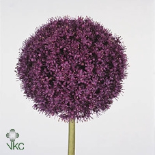 Allium Giganteum