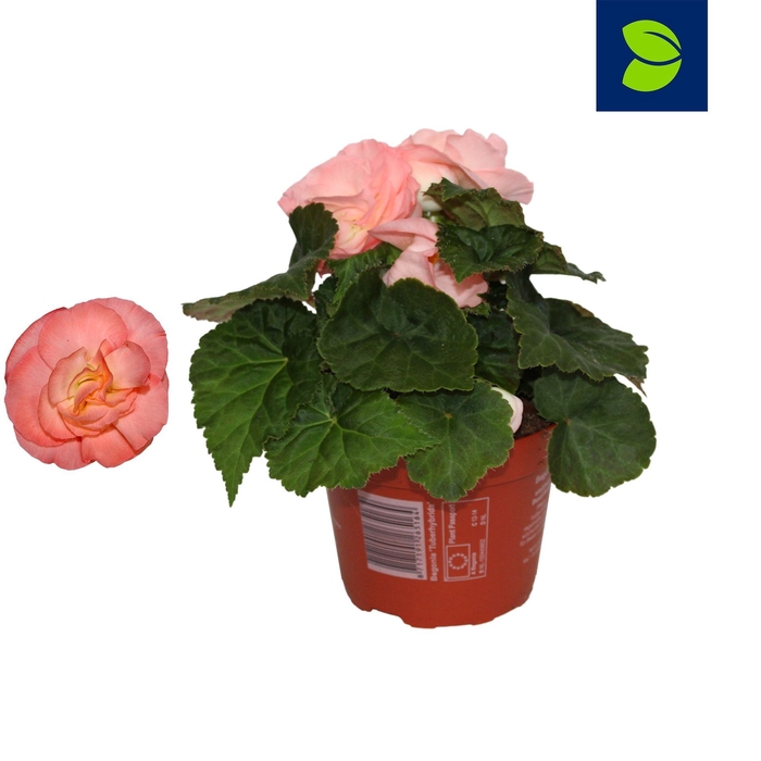 <h4>Begonia Fortune Pink</h4>
