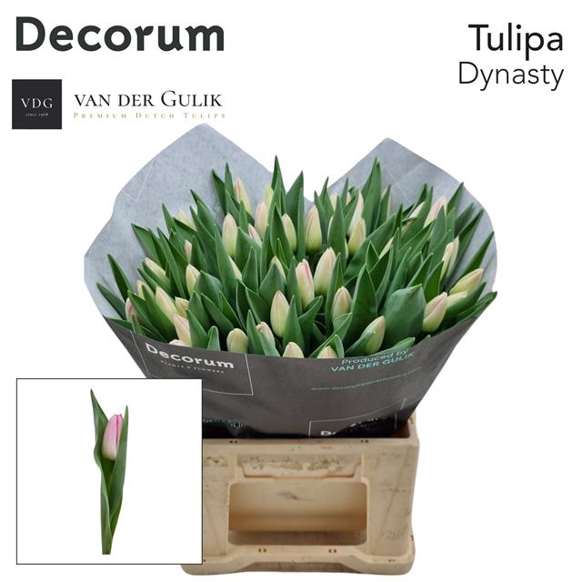 <h4>Tulipa si dynasty</h4>