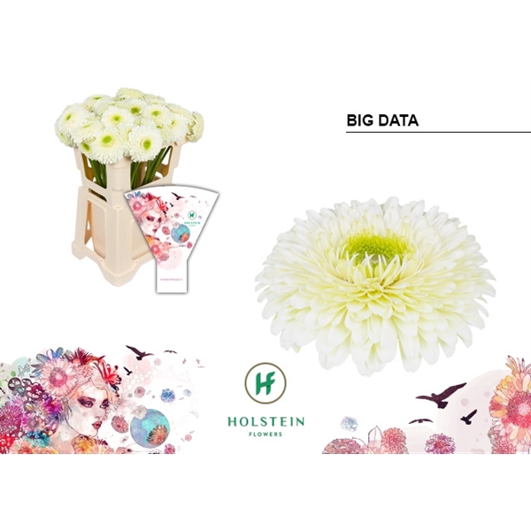 <h4>Ge Gb Gerp Big Data - Holstein</h4>