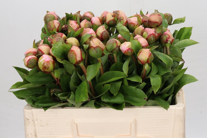 <h4>Paeonia Lullaby Blussing</h4>