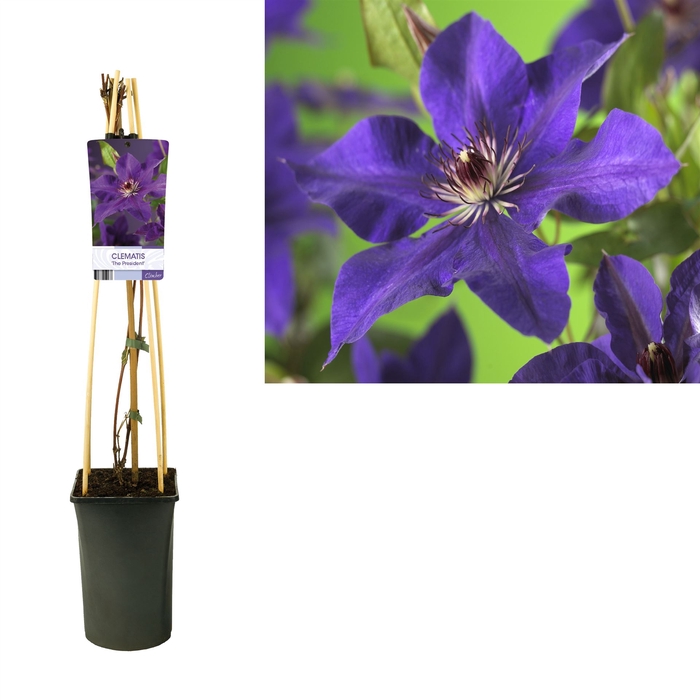 <h4>Clematis EL 'The President'</h4>