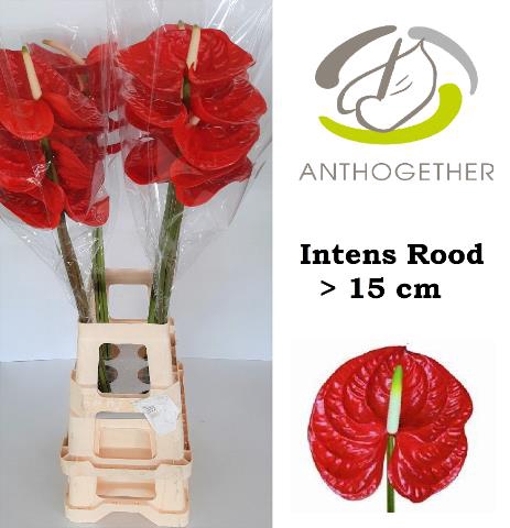 <h4>ANTH A INTENS  Rood xxl</h4>