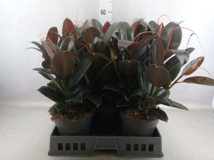 <h4>Ficus elastica 'Melany'</h4>