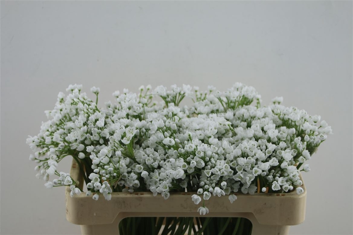 <h4>Allium Flocon 50cm</h4>