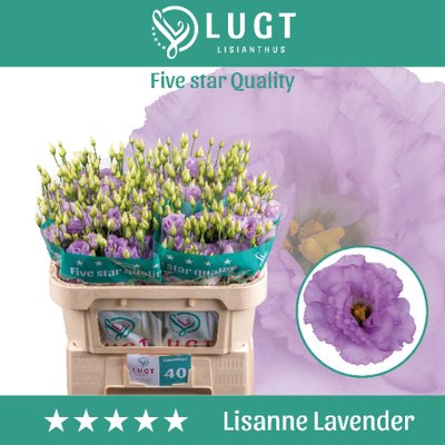<h4>Lisianthus do lisanne deep lavender</h4>