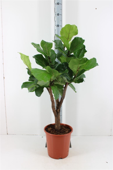 <h4>Ficus Ov Lyrata P27</h4>