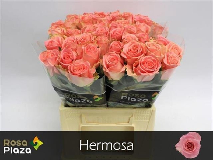 <h4>Rs gr Hermosa+</h4>
