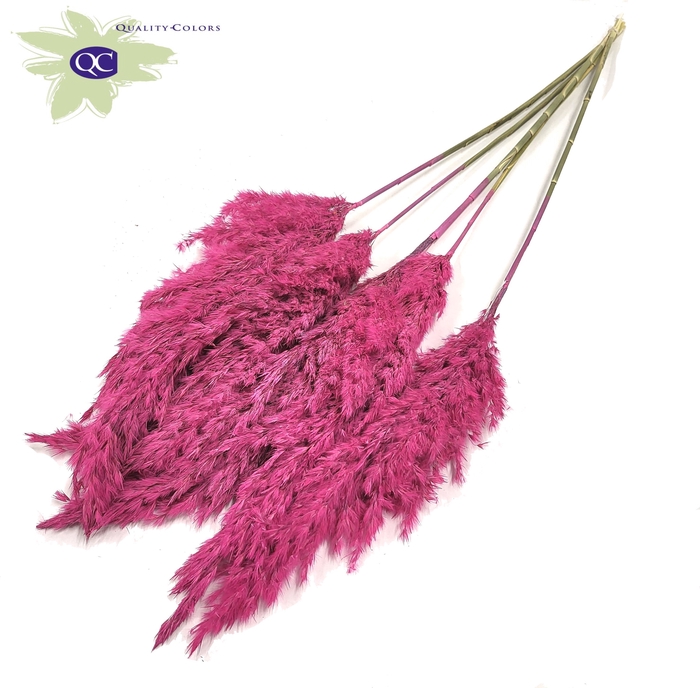 <h4>Pampas grass 100cm 5stems per bunch frosted cerise</h4>