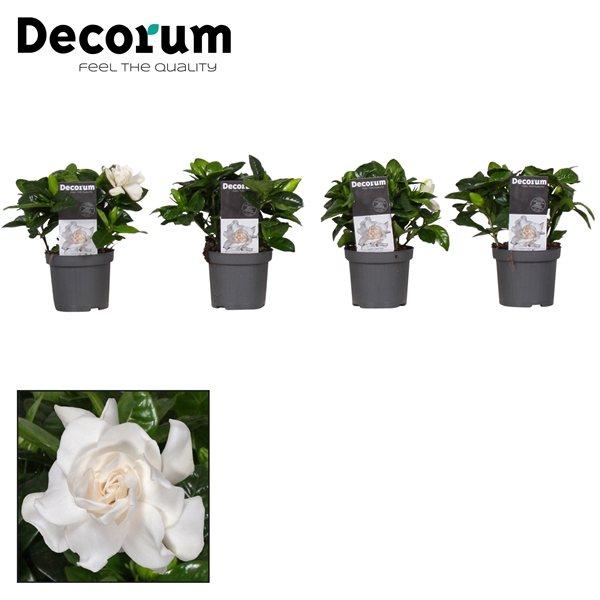 <h4>Gardenia Decorum</h4>