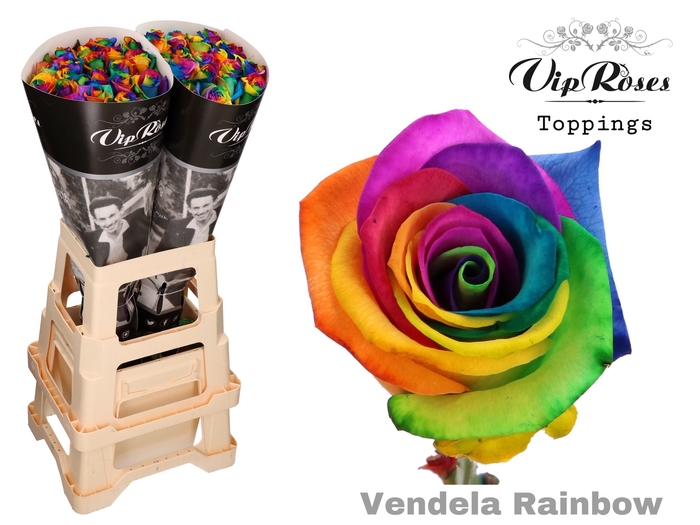 <h4>R Gr Vip Vendela Rainbow</h4>