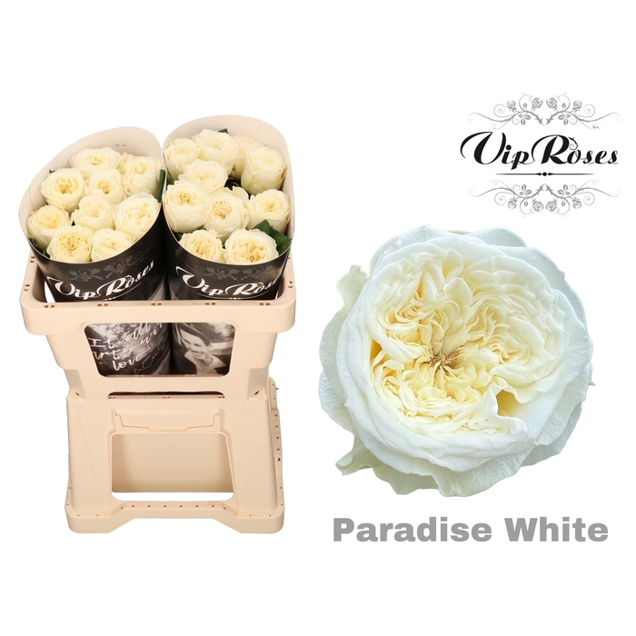 <h4>R Gr Paradise White</h4>