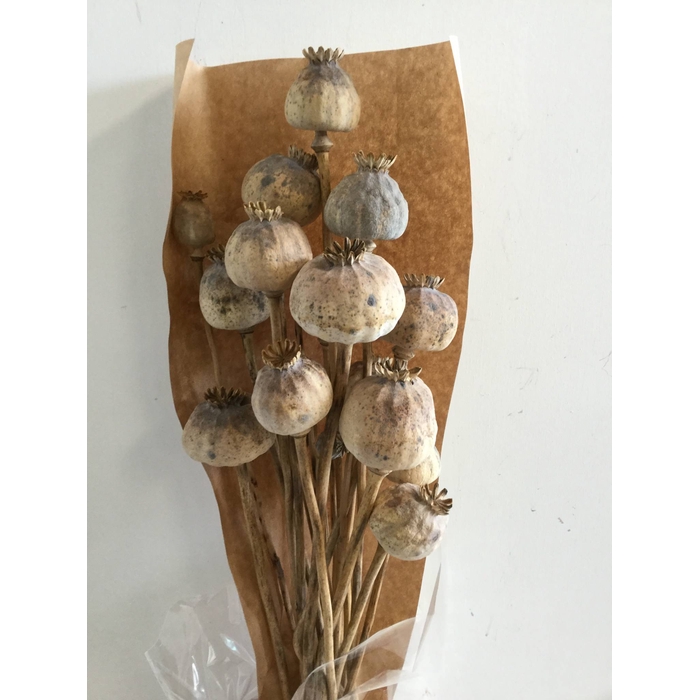 <h4>DRIED FLOWERS - WILD PAPAVER NATURAL</h4>