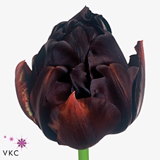 <h4>Tulipa fre black hero</h4>