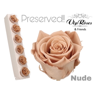 Preserved rosa nude