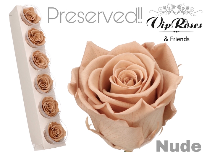 <h4>Preserved rosa nude</h4>