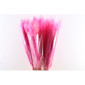 Dried Cortaderia Dadang Soft Pink 100cm P Stem