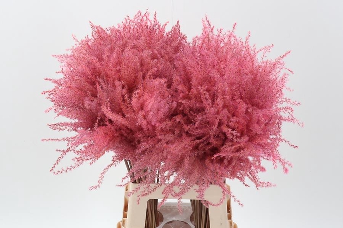 <h4>Dried Stippa Feather Pink</h4>