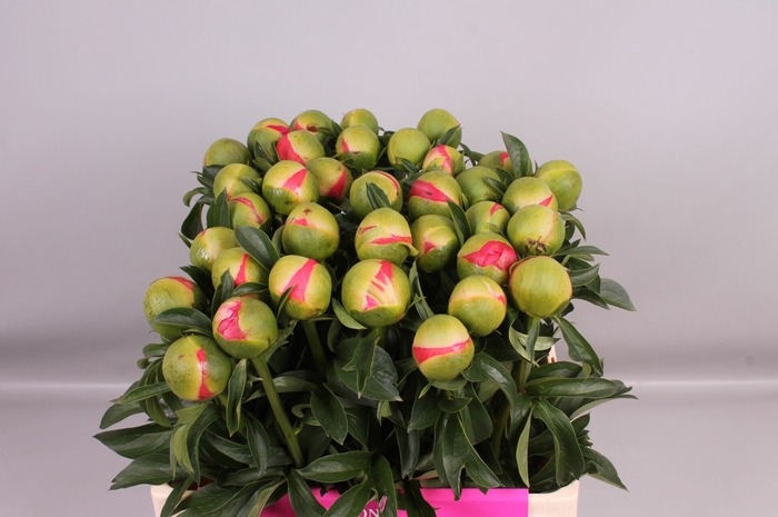 <h4>Paeonia Coral Sunset | Heavy Quality</h4>